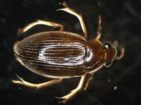 藏品(蚜蟲)的圖片